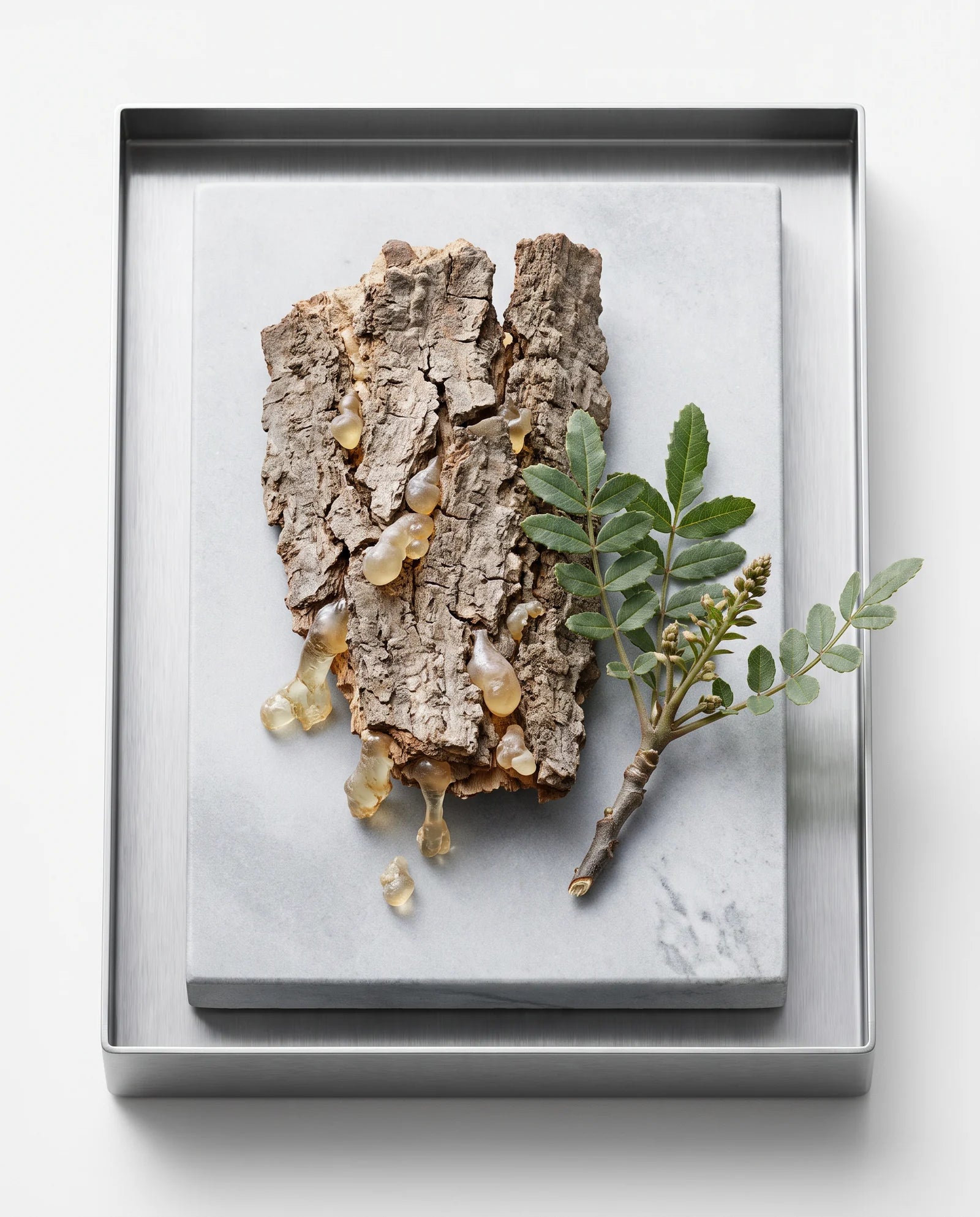 Indian frankincense botanical archive