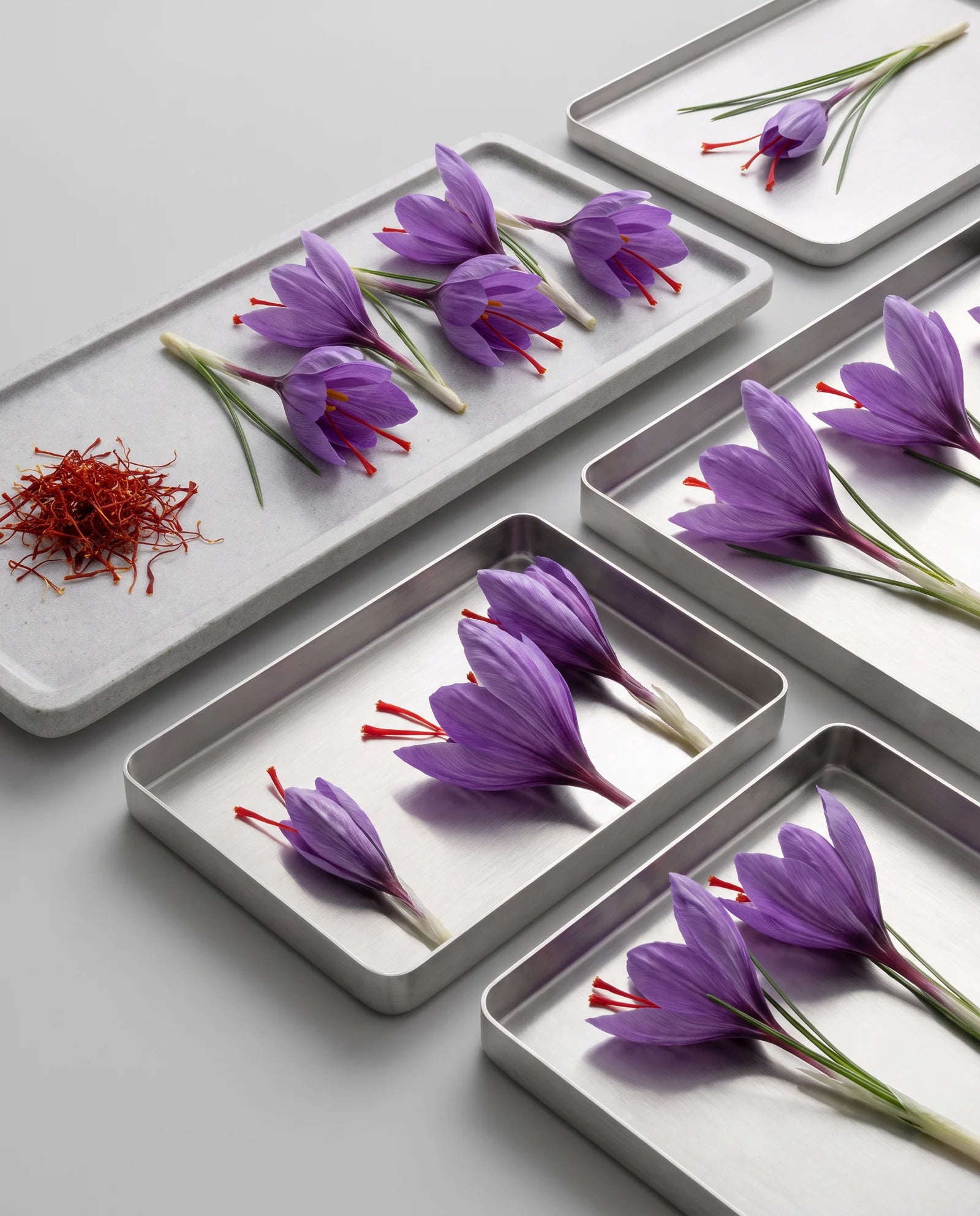 Saffron stigma botanical archive
