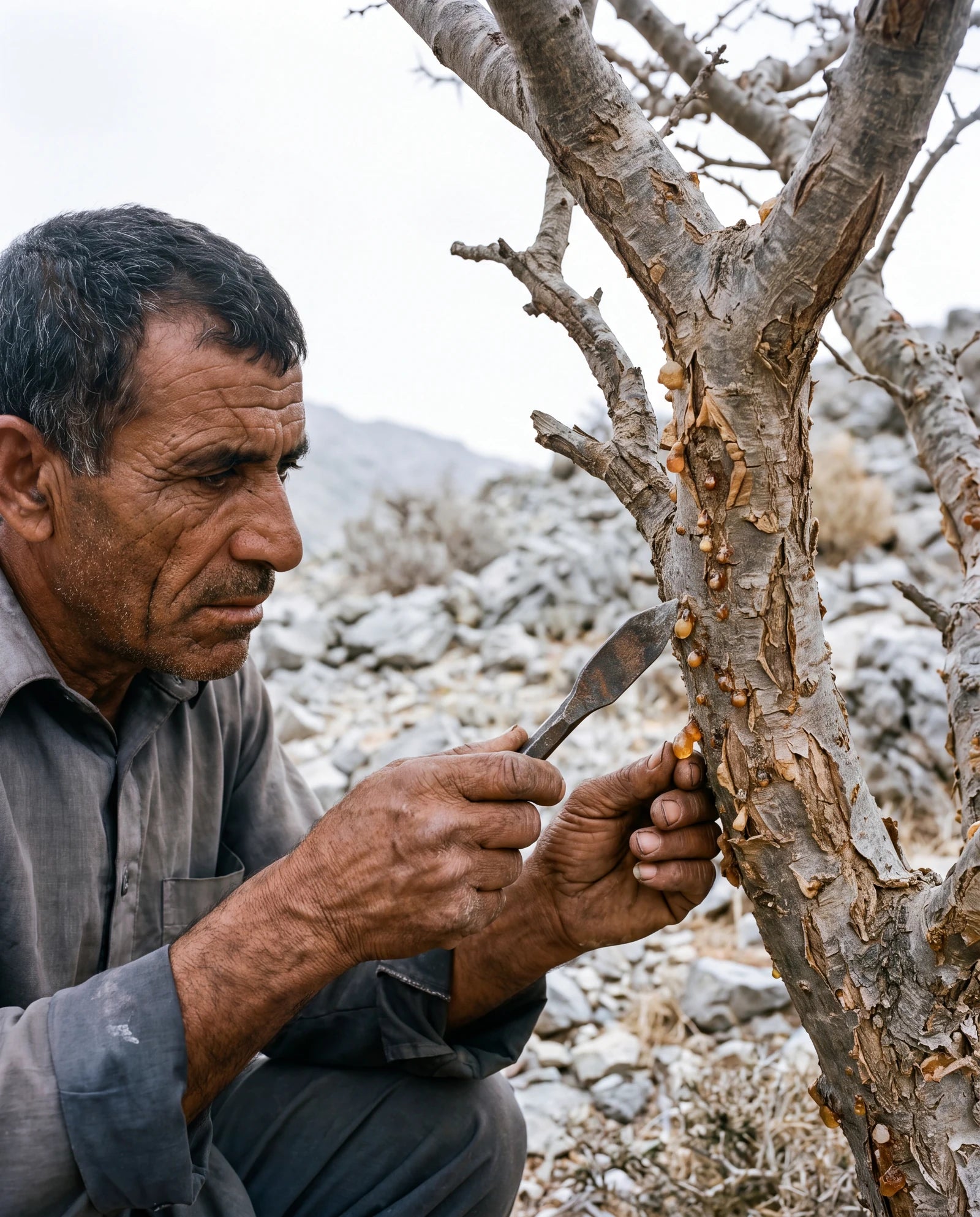 Experienced resin harvester examining natural resin on tree bark